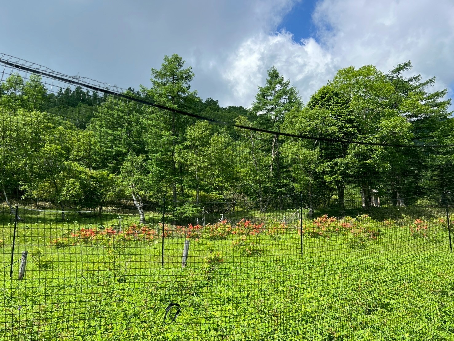 250618甘利山レンゲツツジ