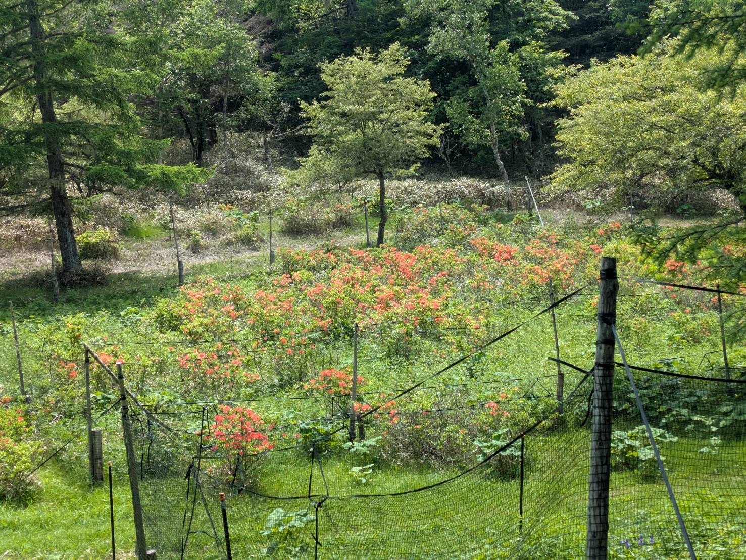 250619甘利山レンゲツツジ