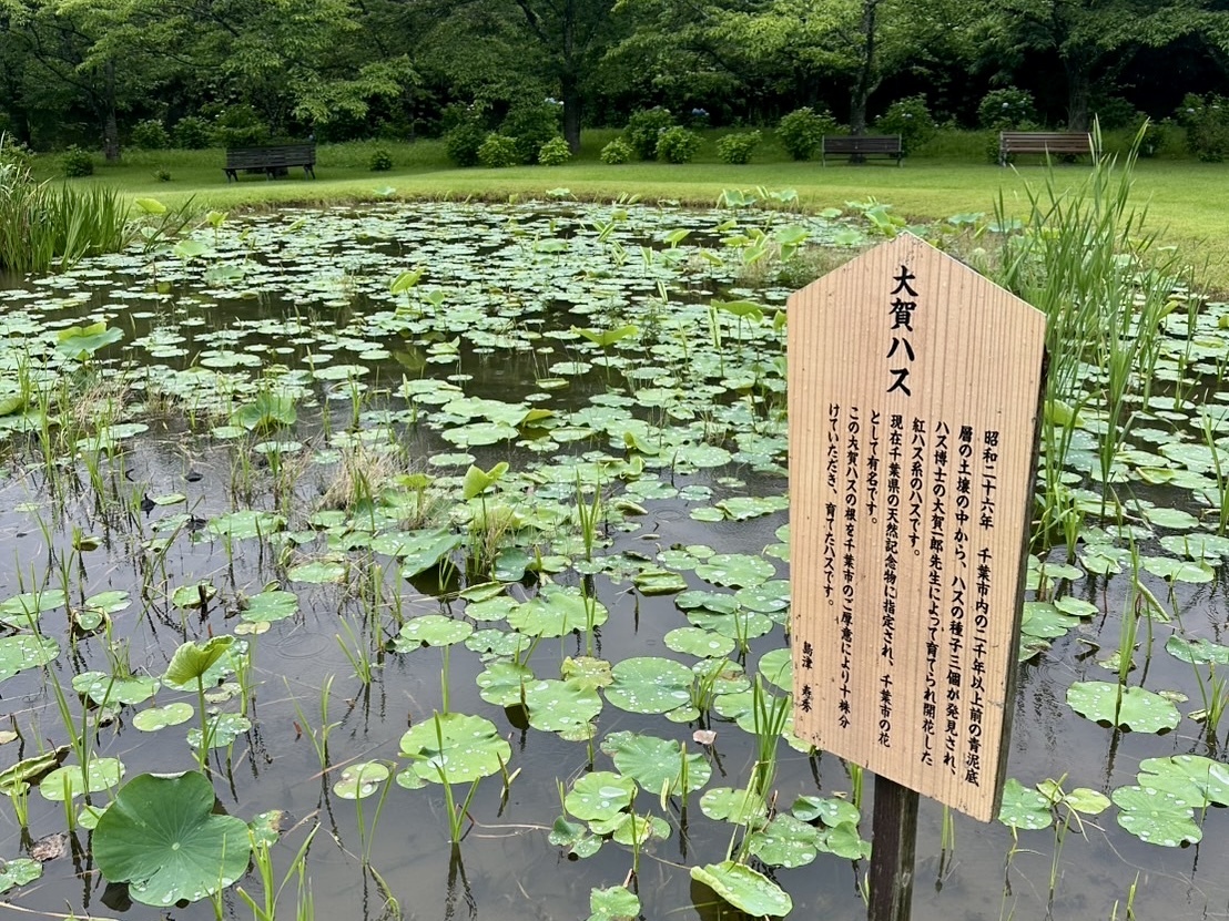 250624大賀ハス