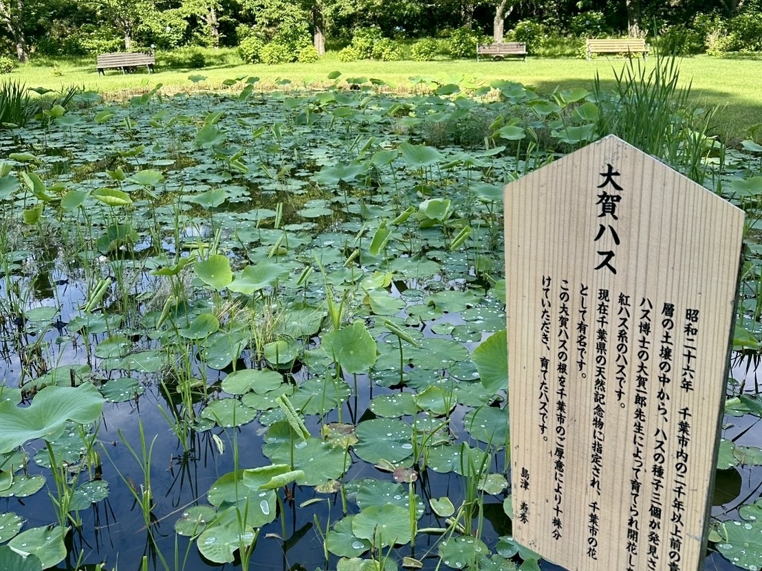 250627大賀ハス