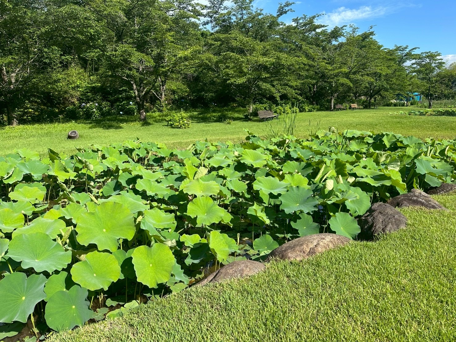 250627大賀ハス
