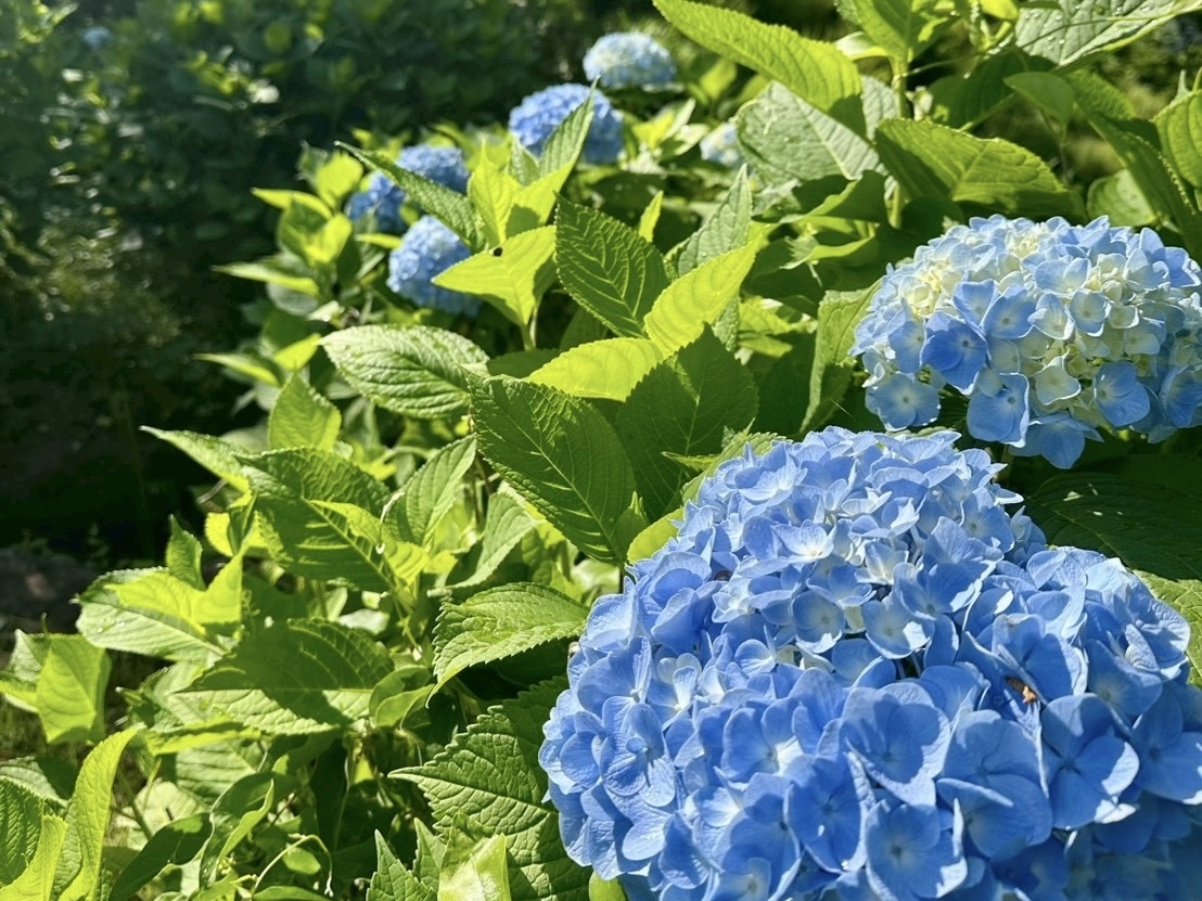 250627大賀ハス
