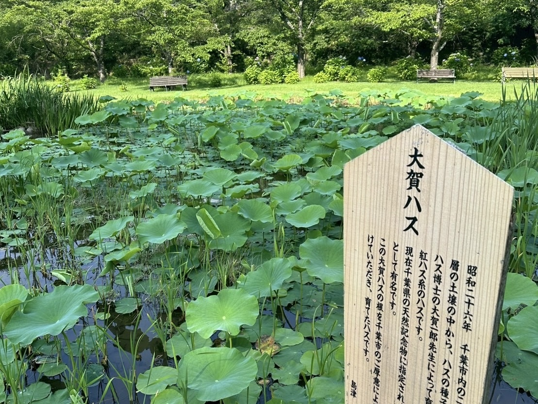 250701大賀ハス