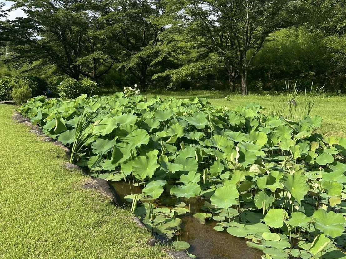 250701大賀ハス
