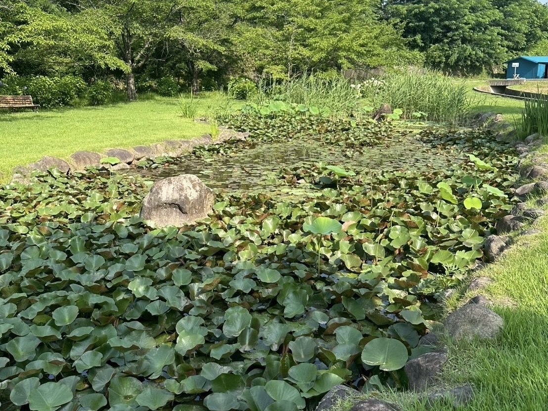 250701大賀ハス