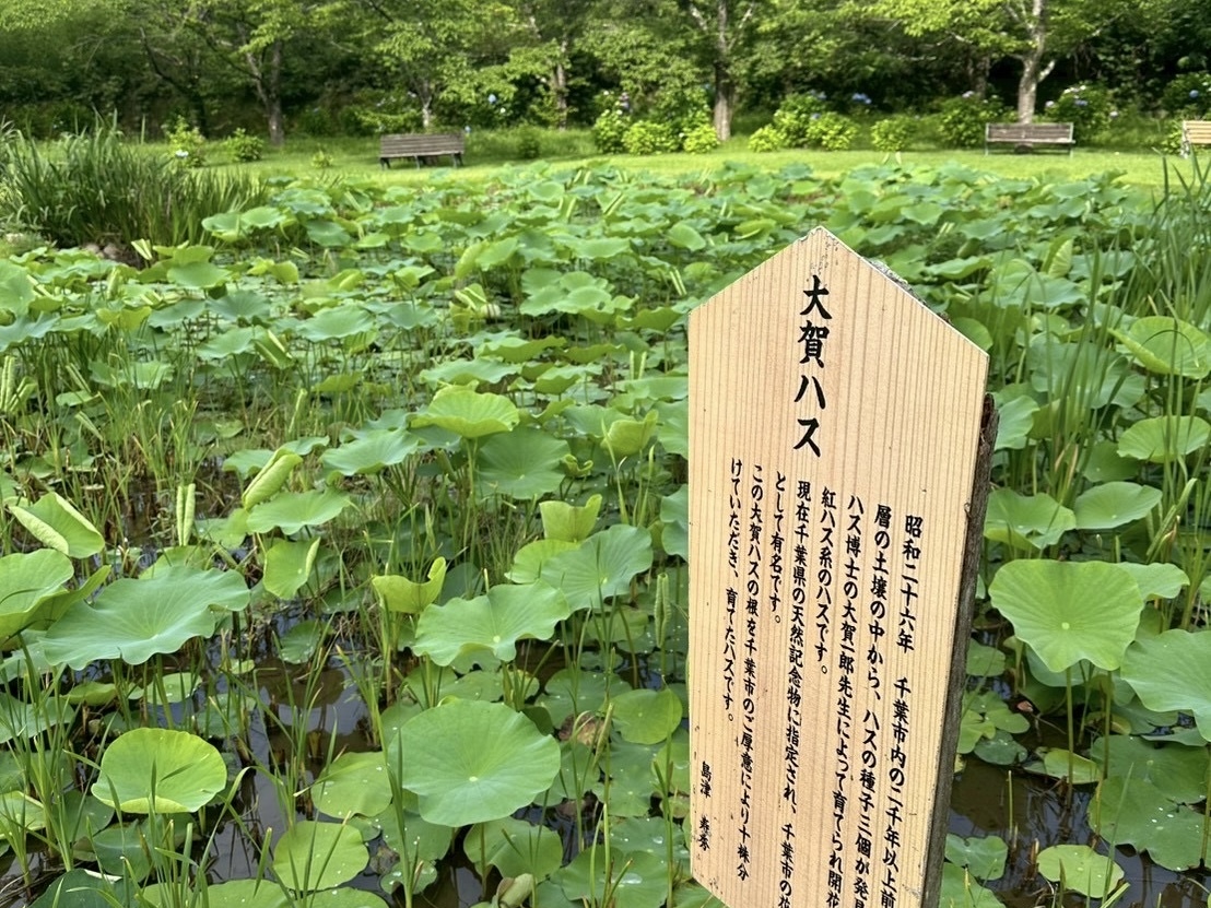 250703大賀ハス