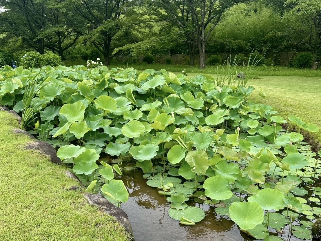 250704大賀ハス