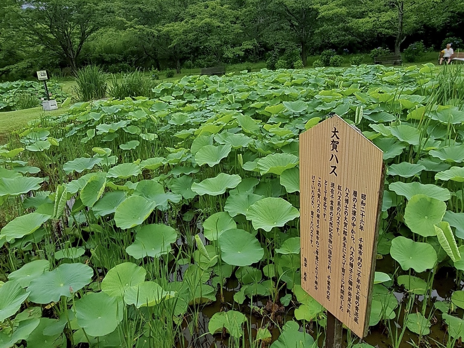 250707大賀ハス