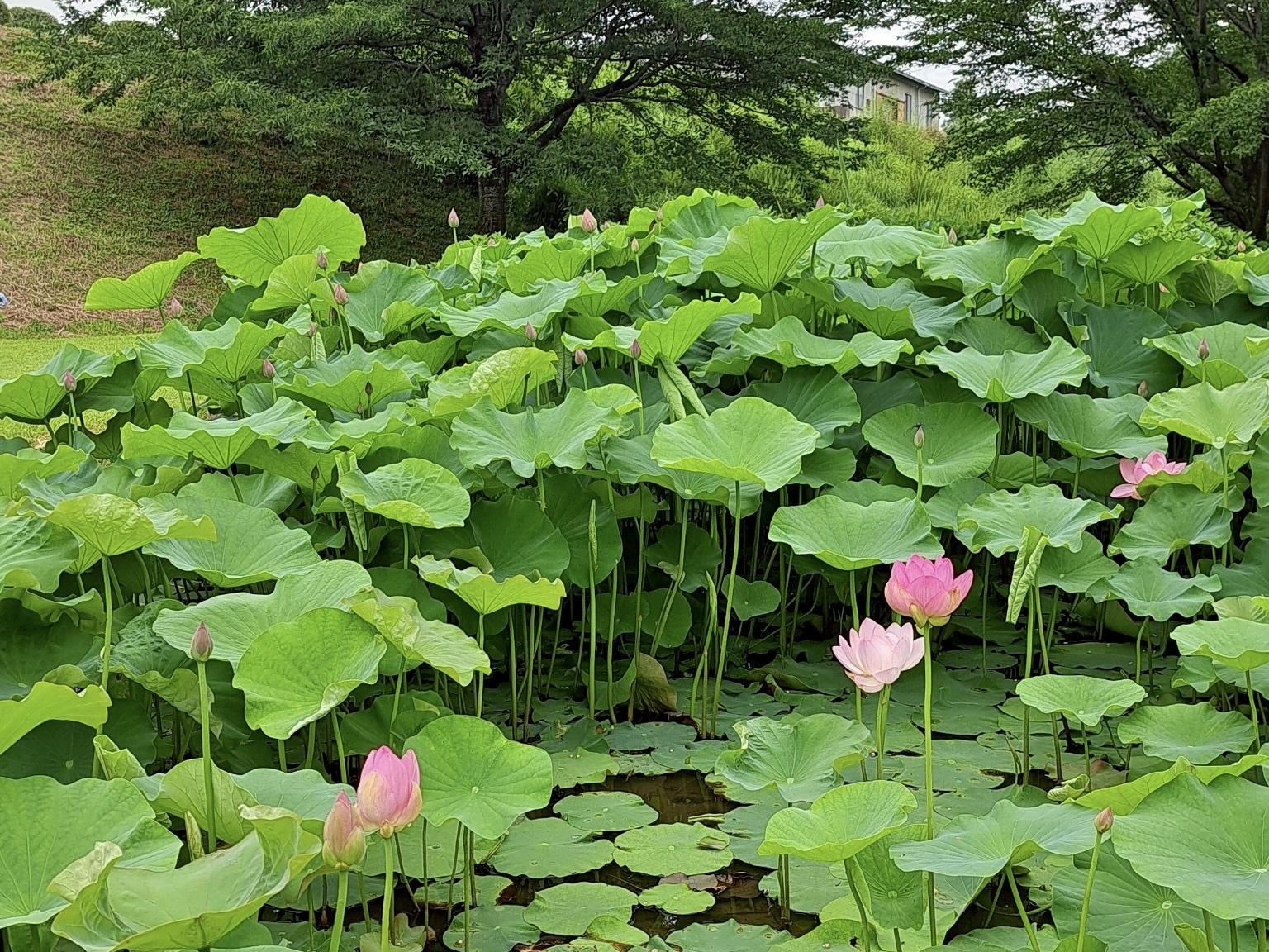 250707大賀ハス