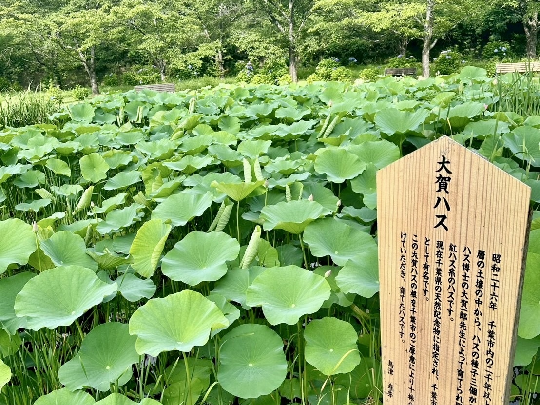 250710大賀ハス