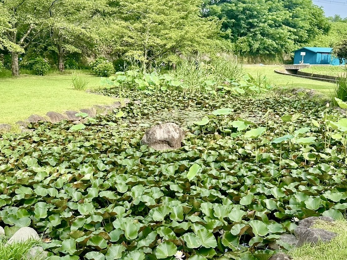 250710大賀ハス