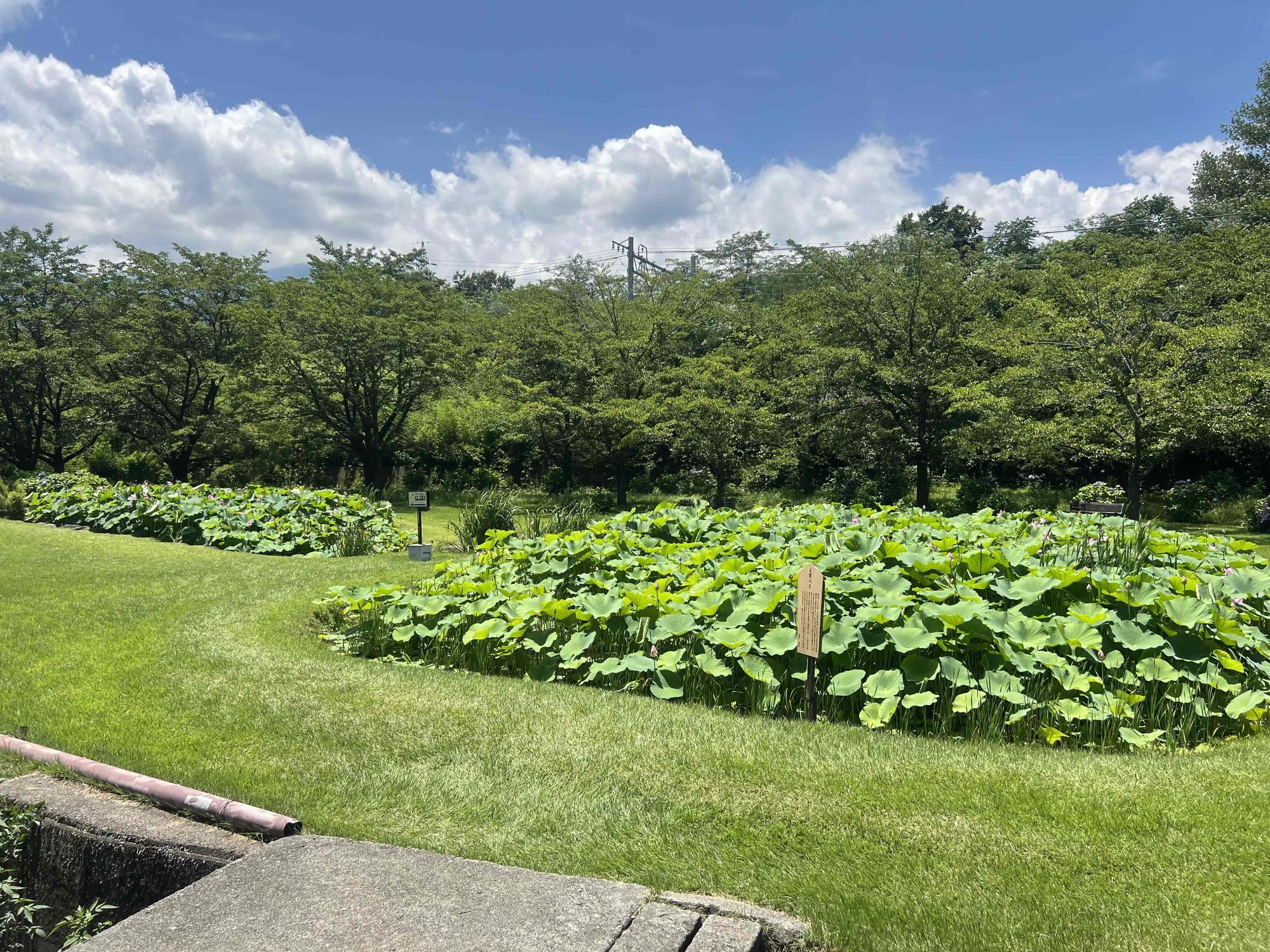 250713大賀ハス