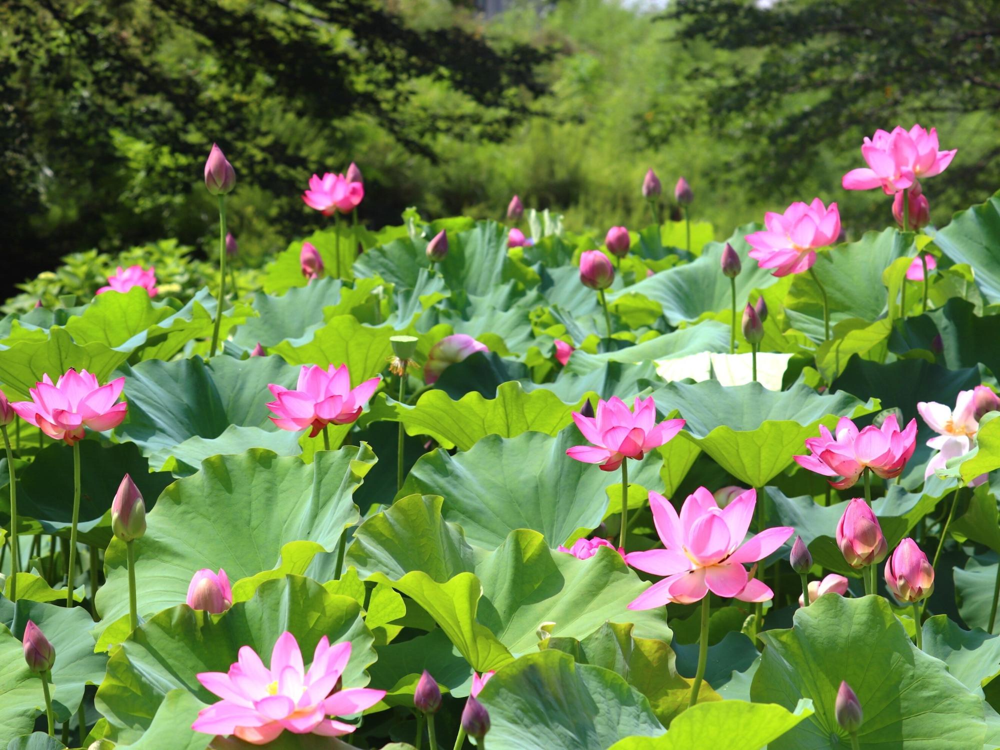 季節の花」開花情報（2025年)／韮崎市観光協会