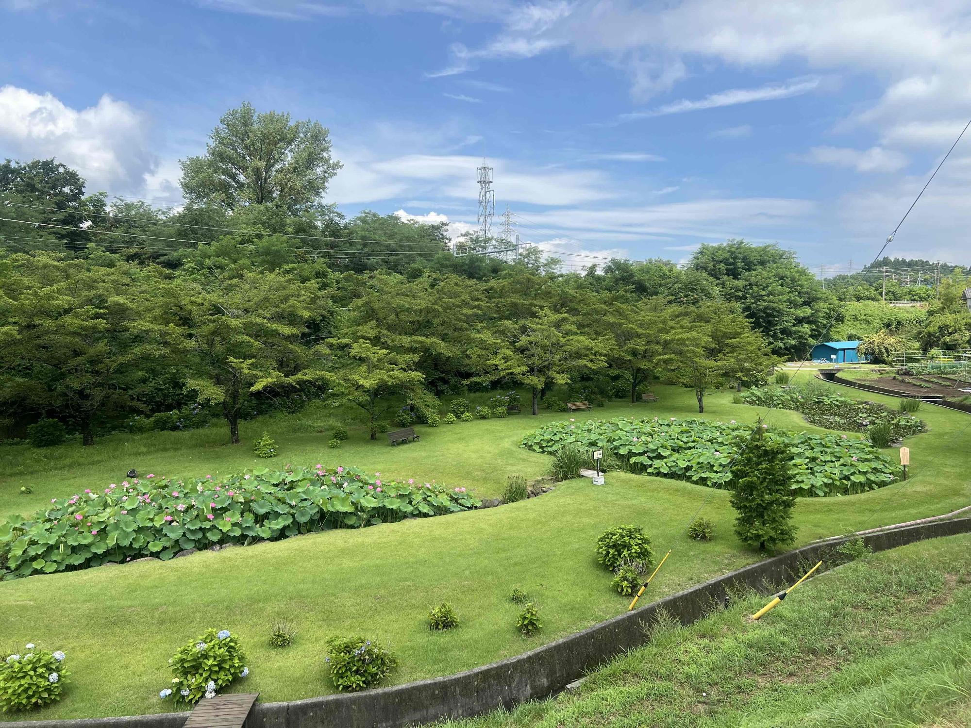 250713大賀ハス