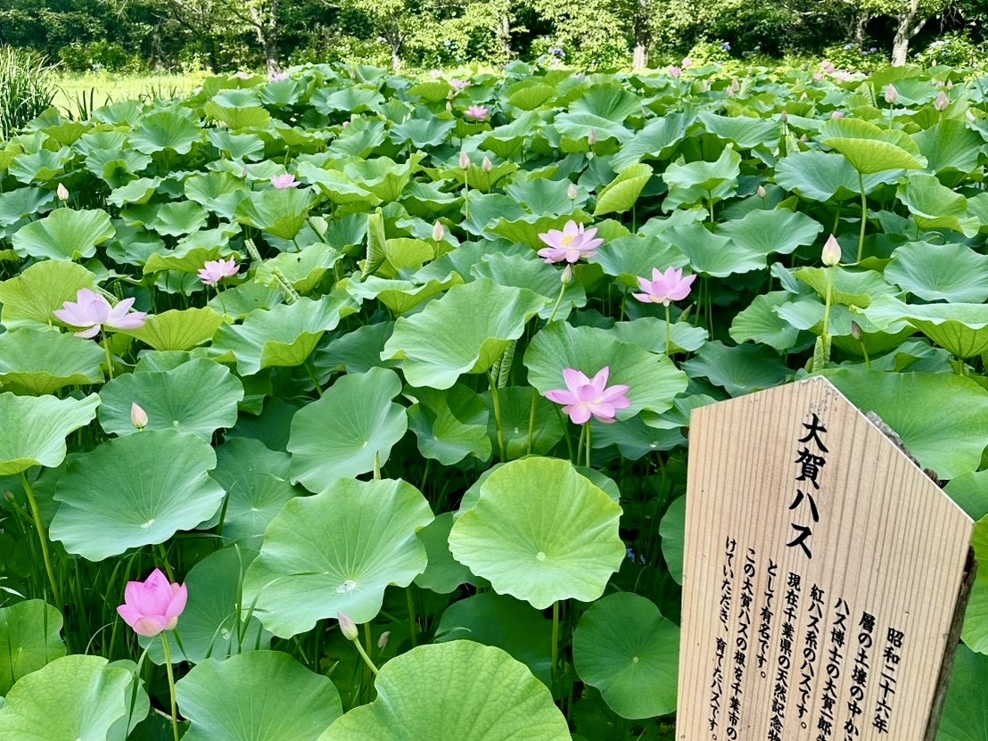 250718大賀ハス