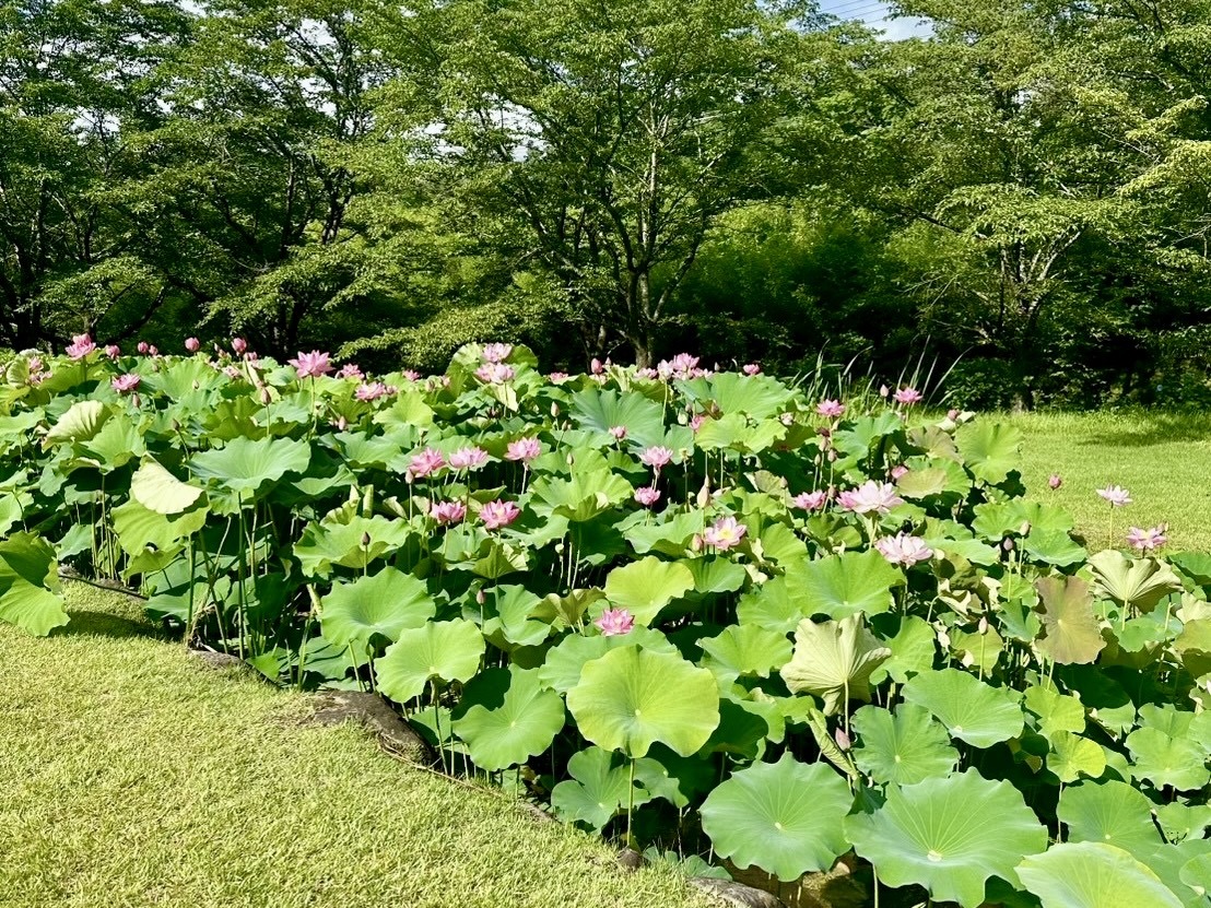 250718大賀ハス