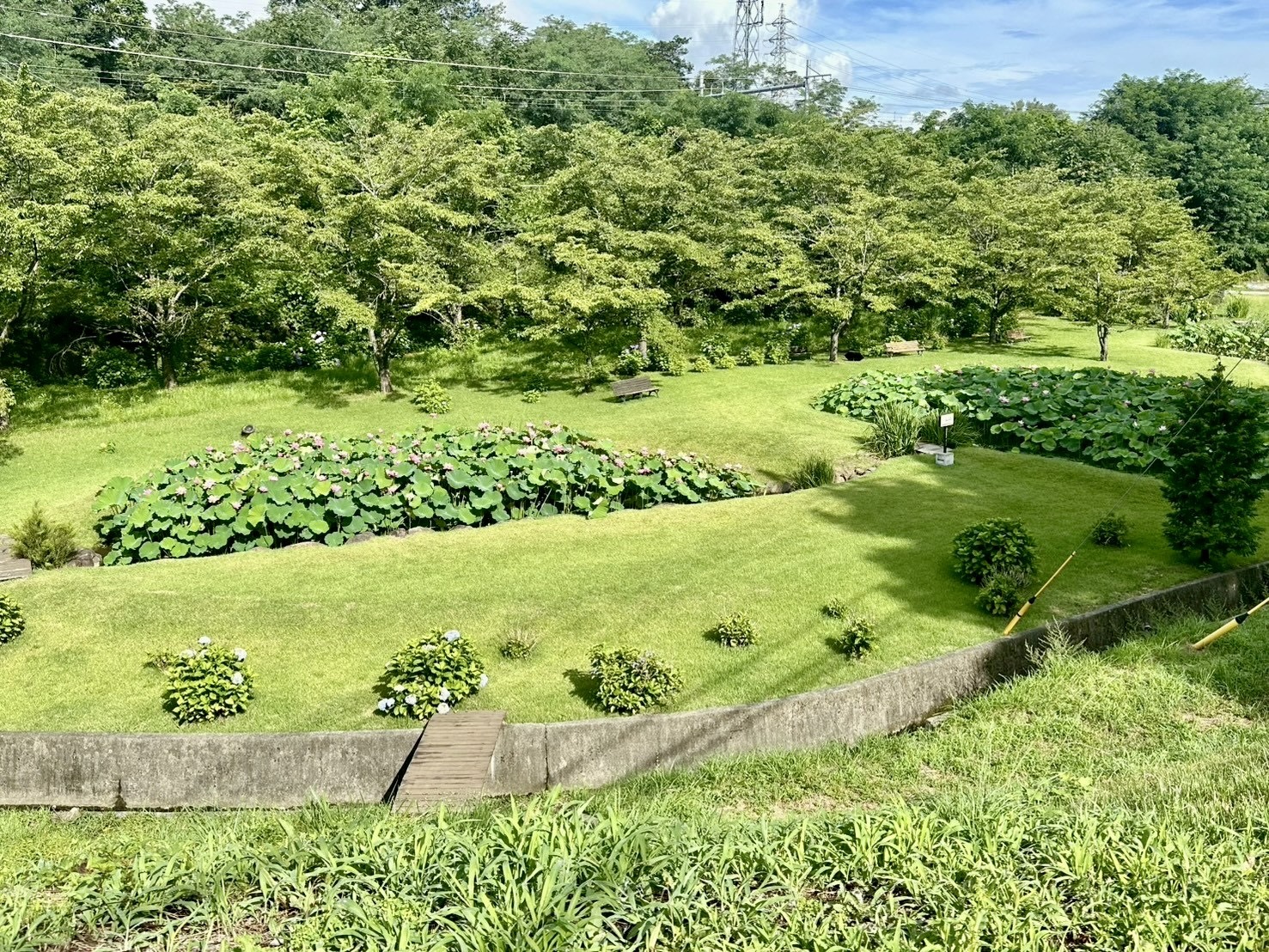 250718大賀ハス