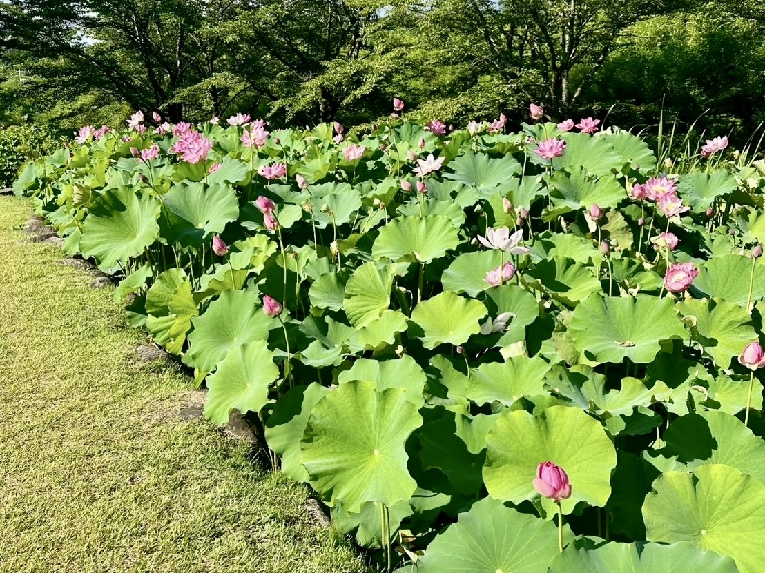 250722大賀ハス