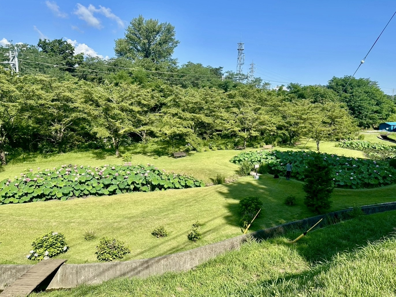 250722大賀ハス