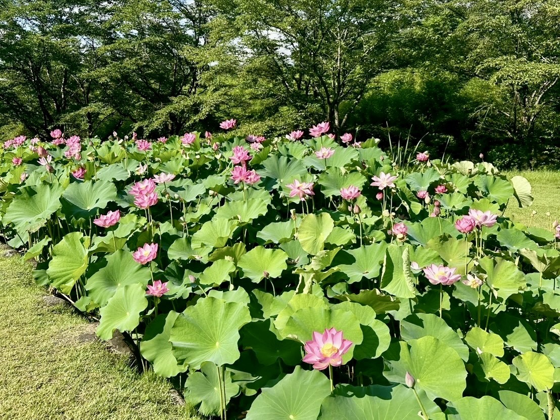 250724大賀ハス