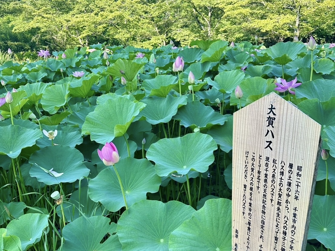 250724大賀ハス