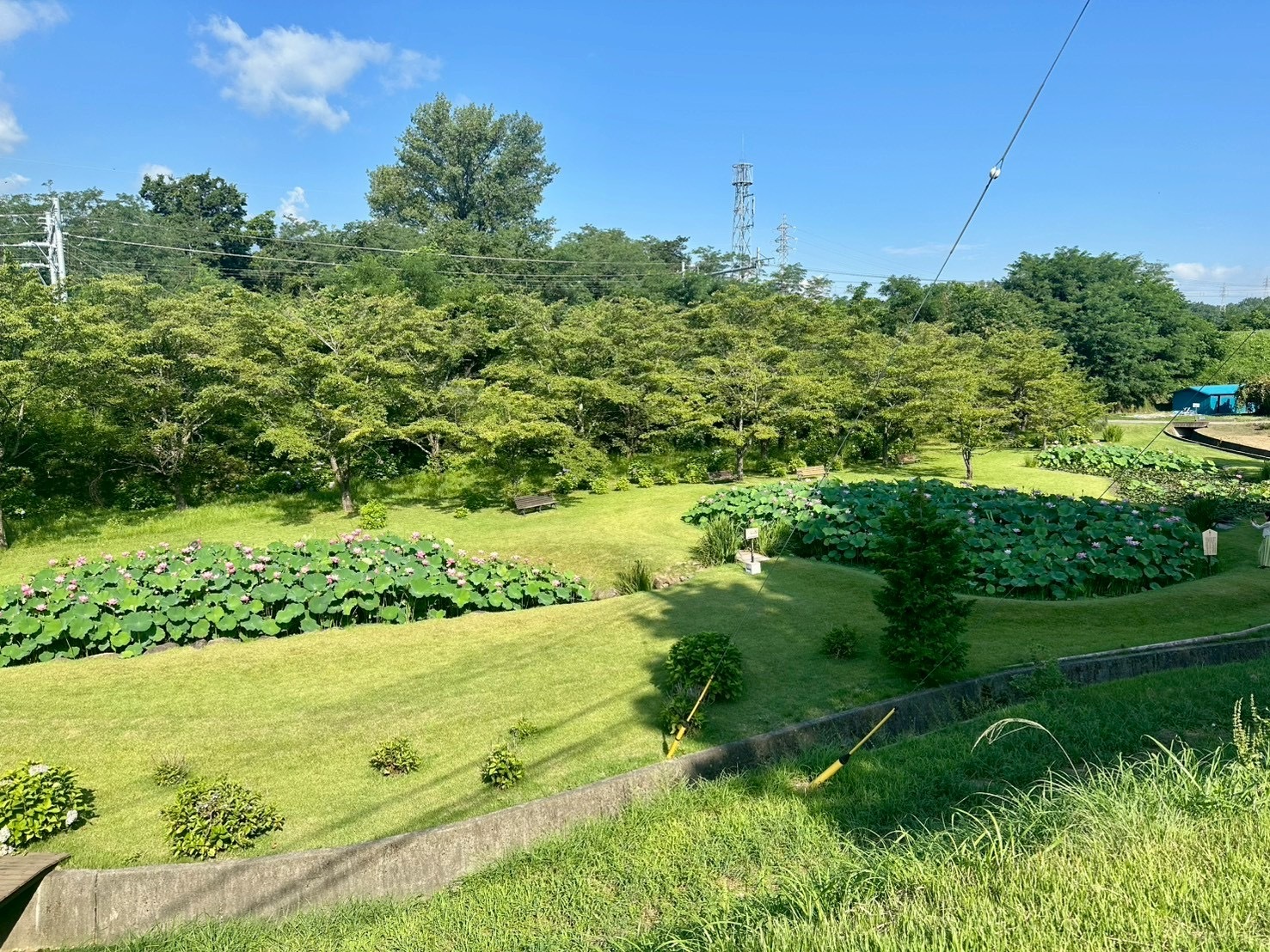 250724大賀ハス