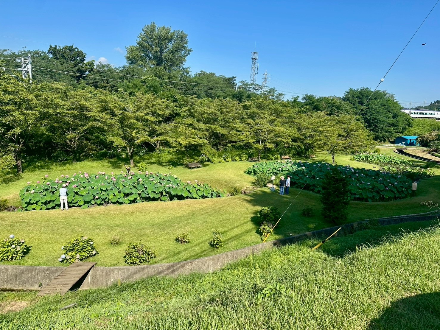 250729大賀ハス