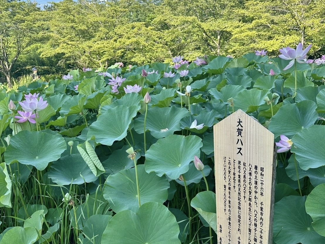 250729ogahasu01