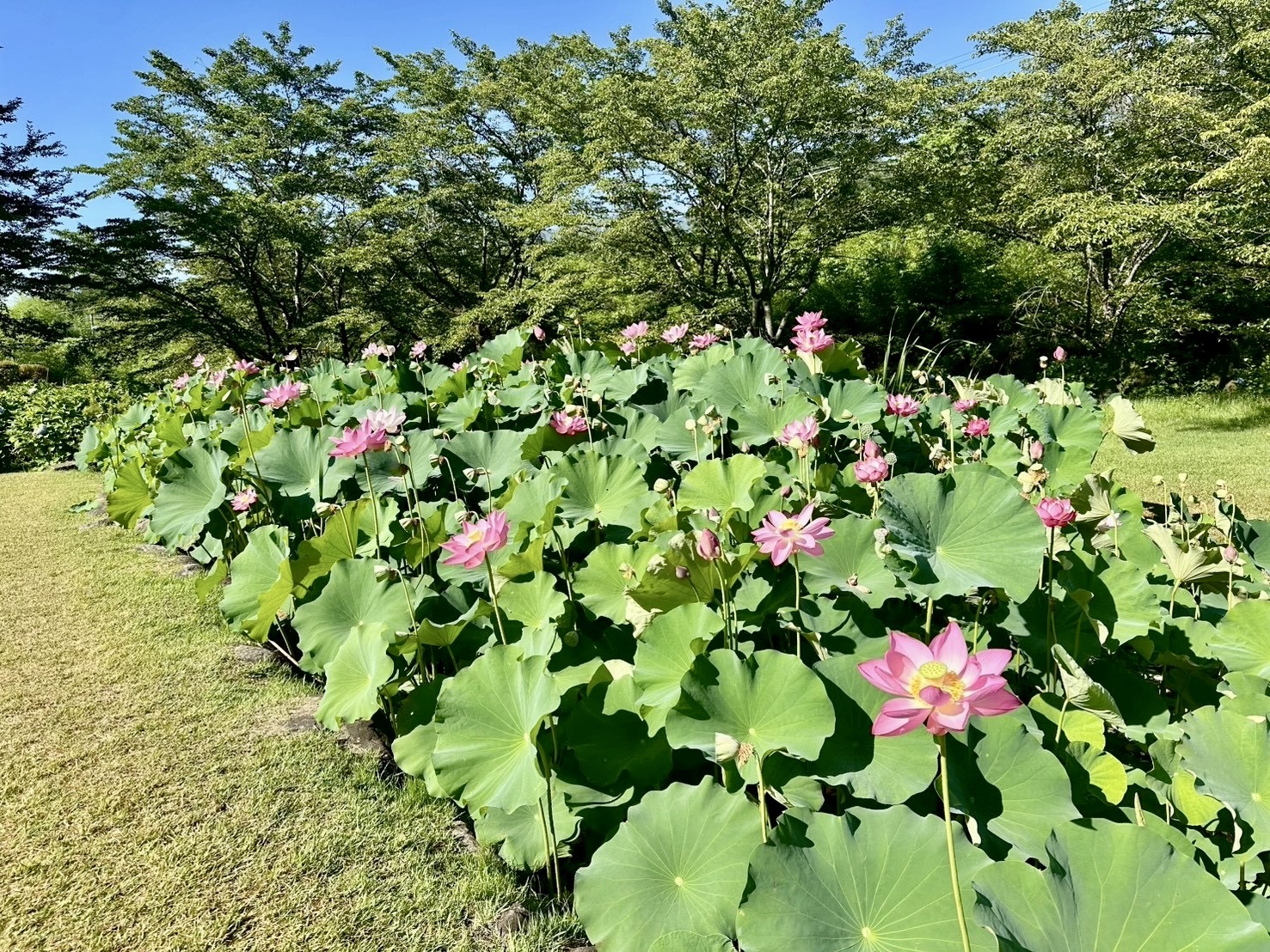 250731大賀ハス