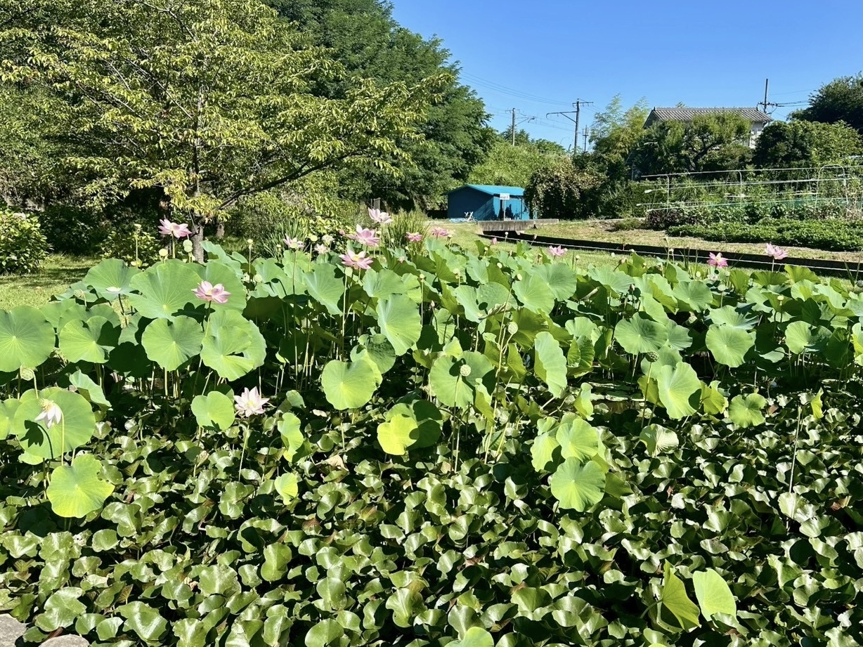 250731大賀ハス