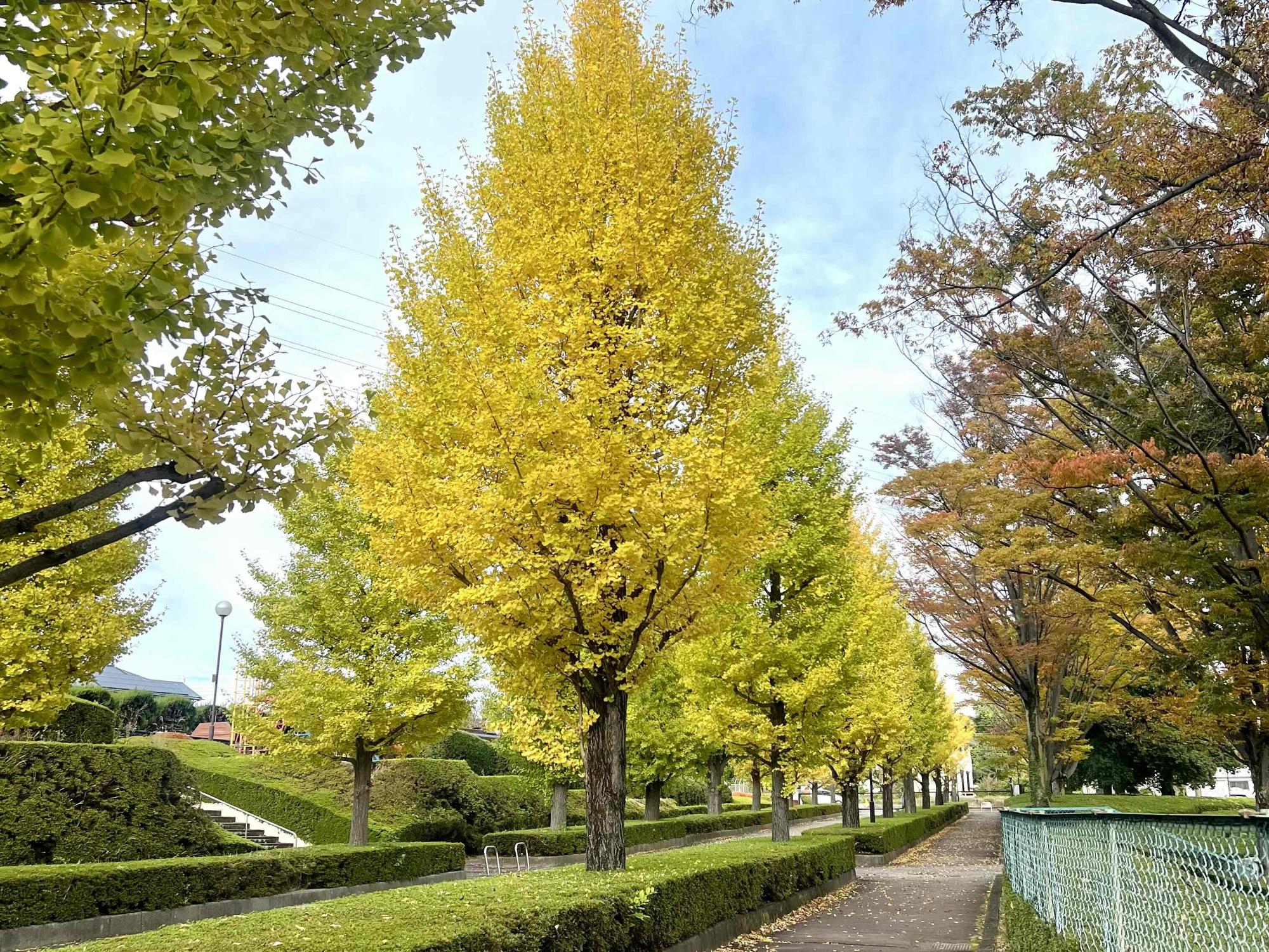 251106韮崎中央公園
