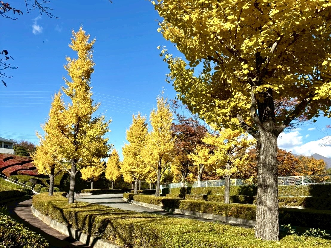 251112韮崎中央公園