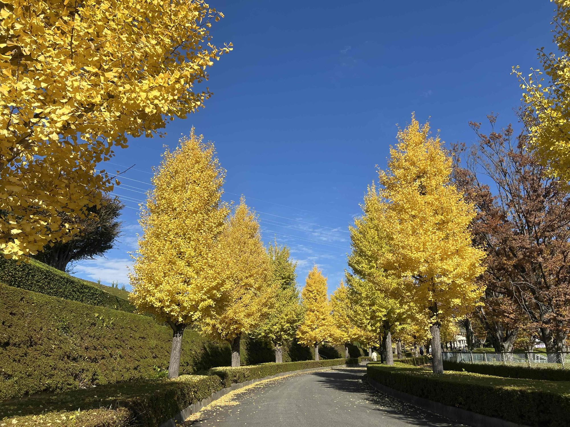 251114韮崎中央公園