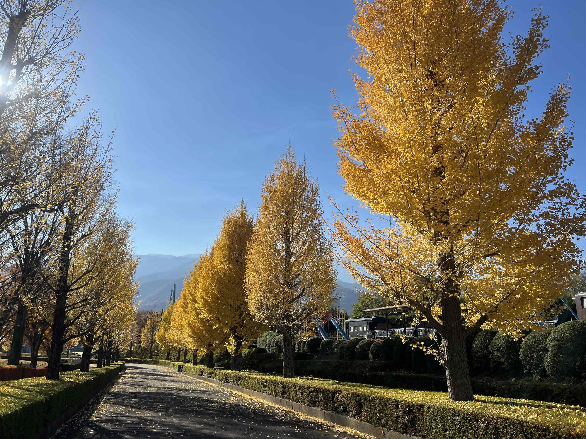 251120韮崎中央公園