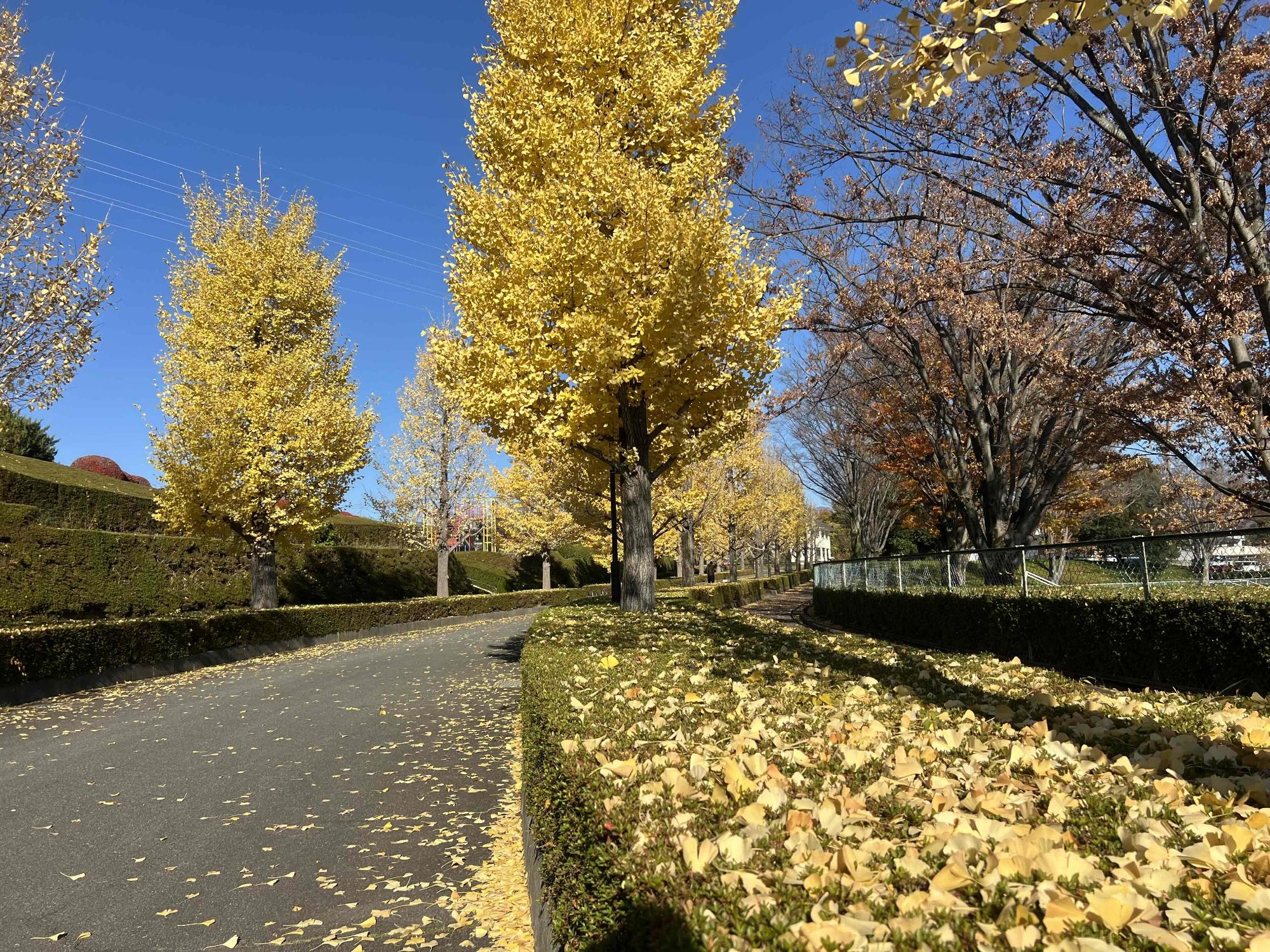 251120韮崎中央公園