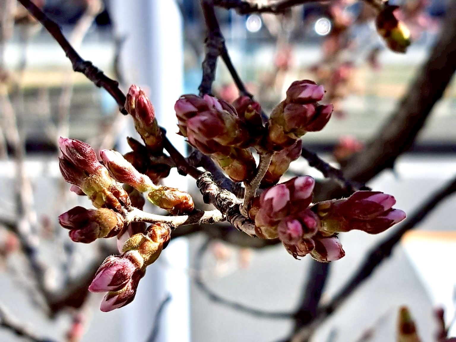 260309韮崎駅前桜