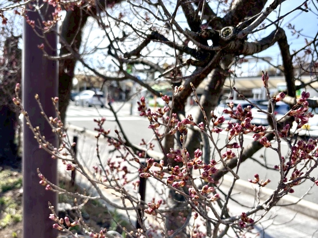 260309韮崎駅前桜