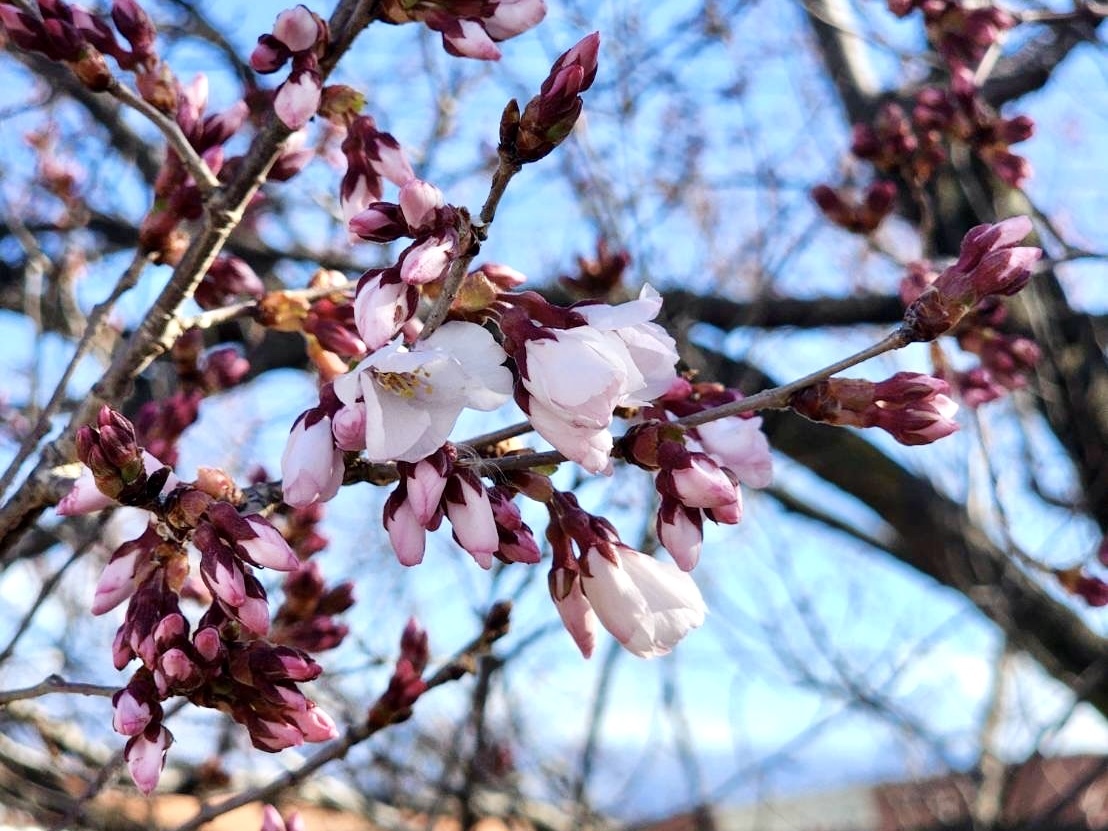 260310韮崎駅前桜
