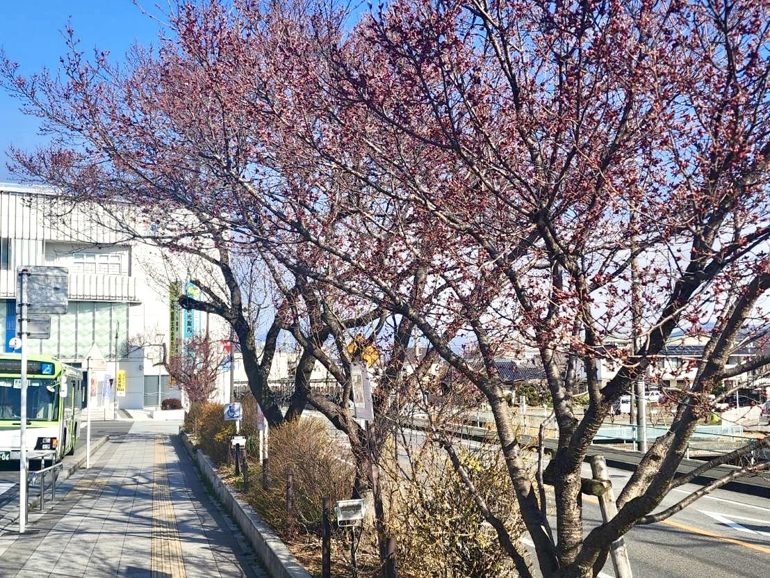 260310韮崎駅前桜