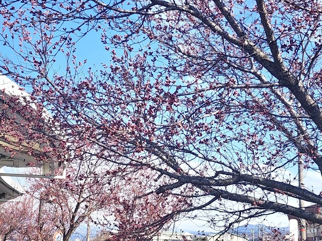 260310韮崎駅前桜