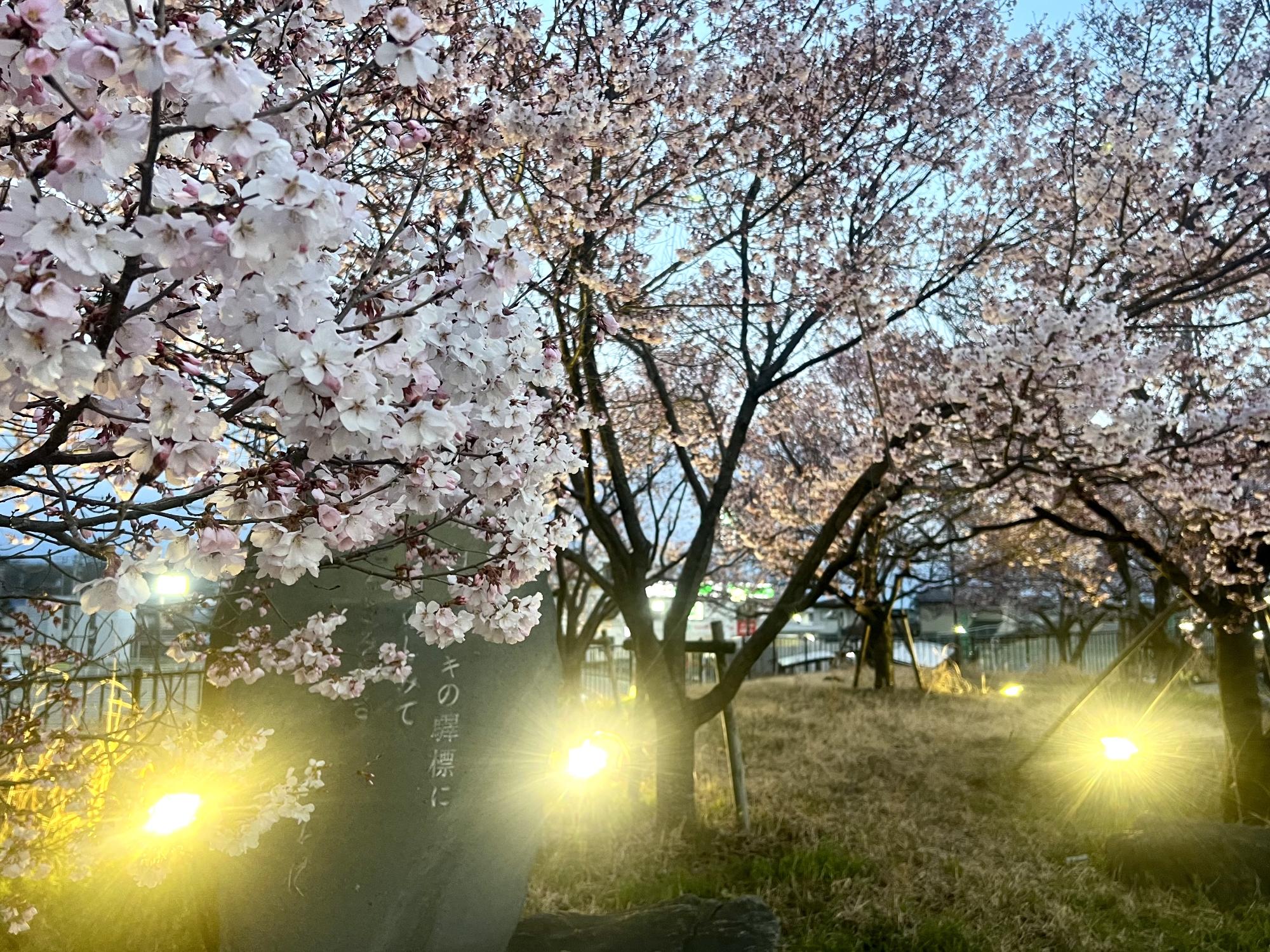 260313韮崎駅前桜
