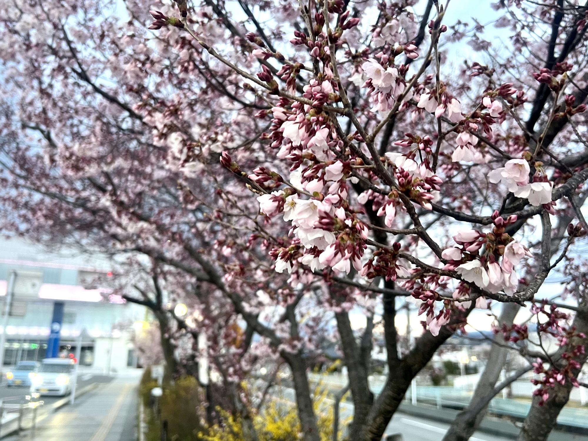 260313韮崎駅前桜