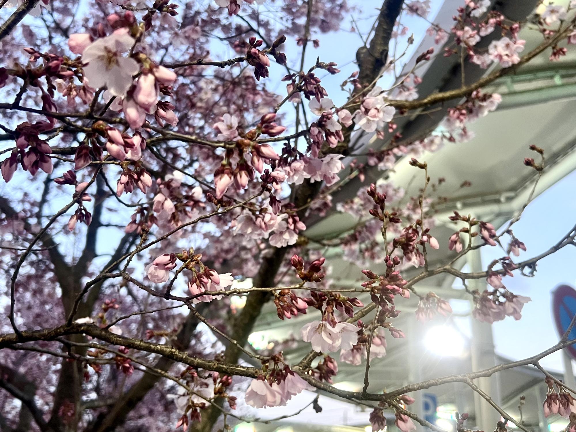 260313韮崎駅前桜