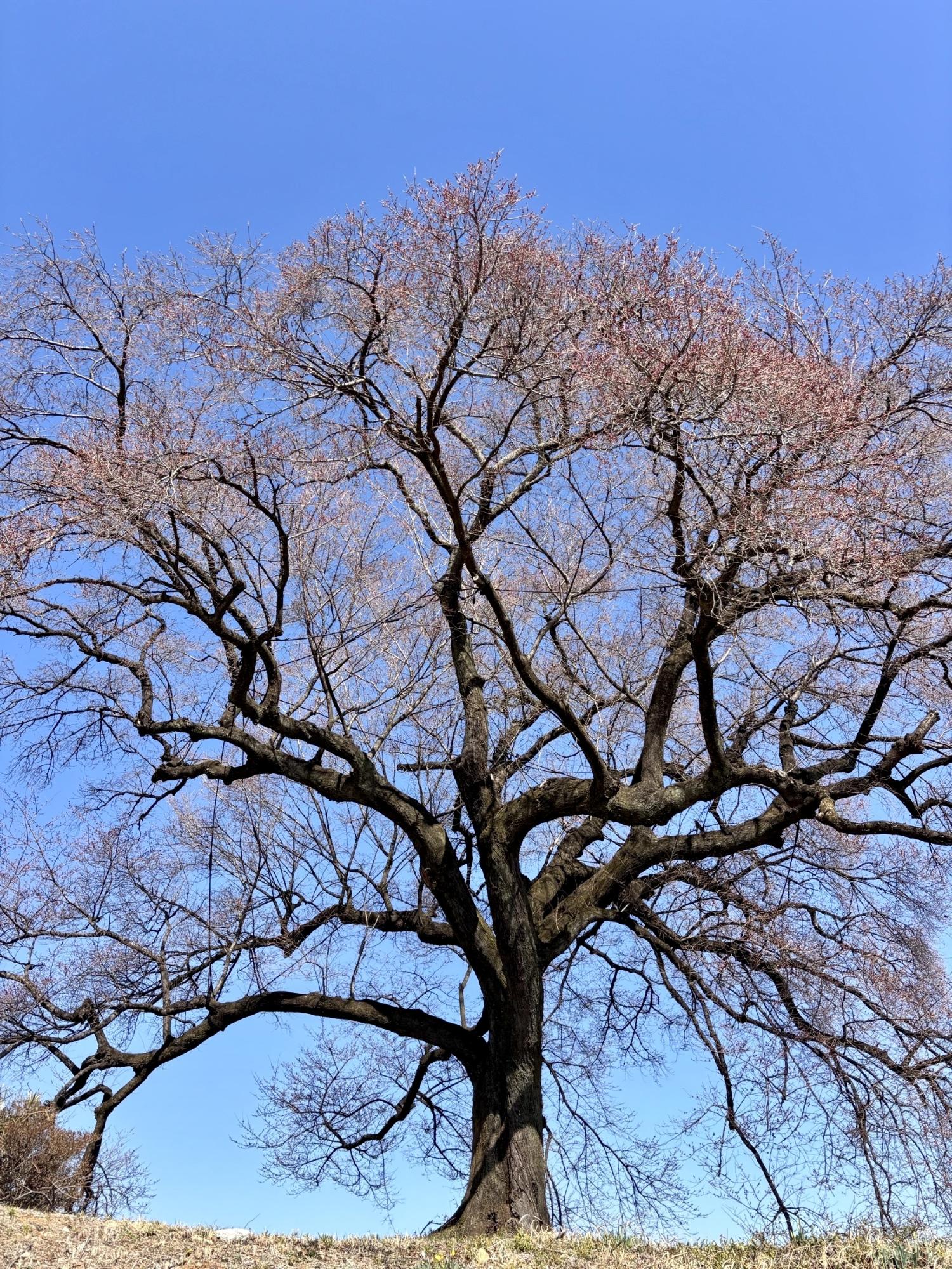 260317わに塚のサクラ