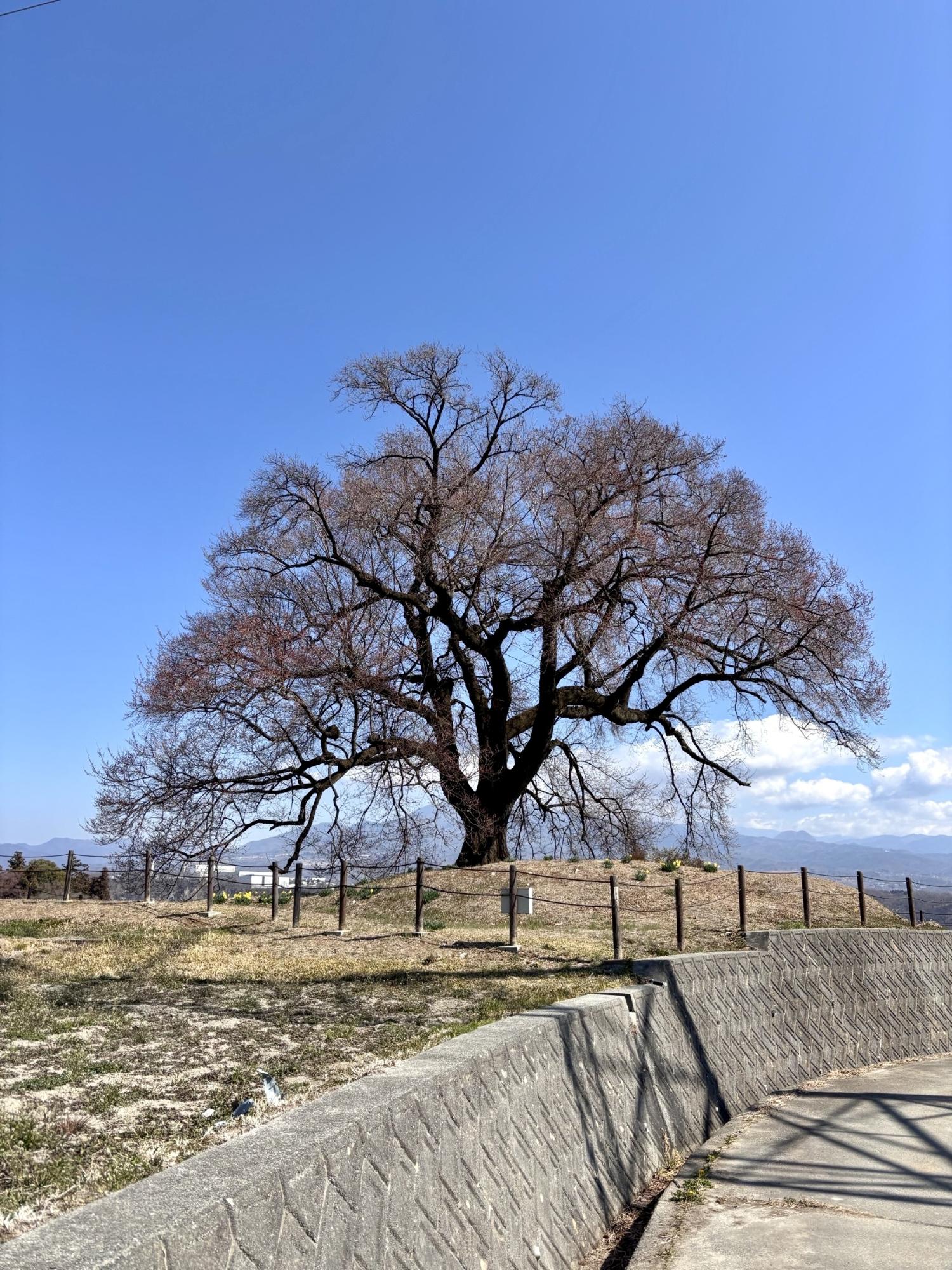 260317わに塚のサクラ