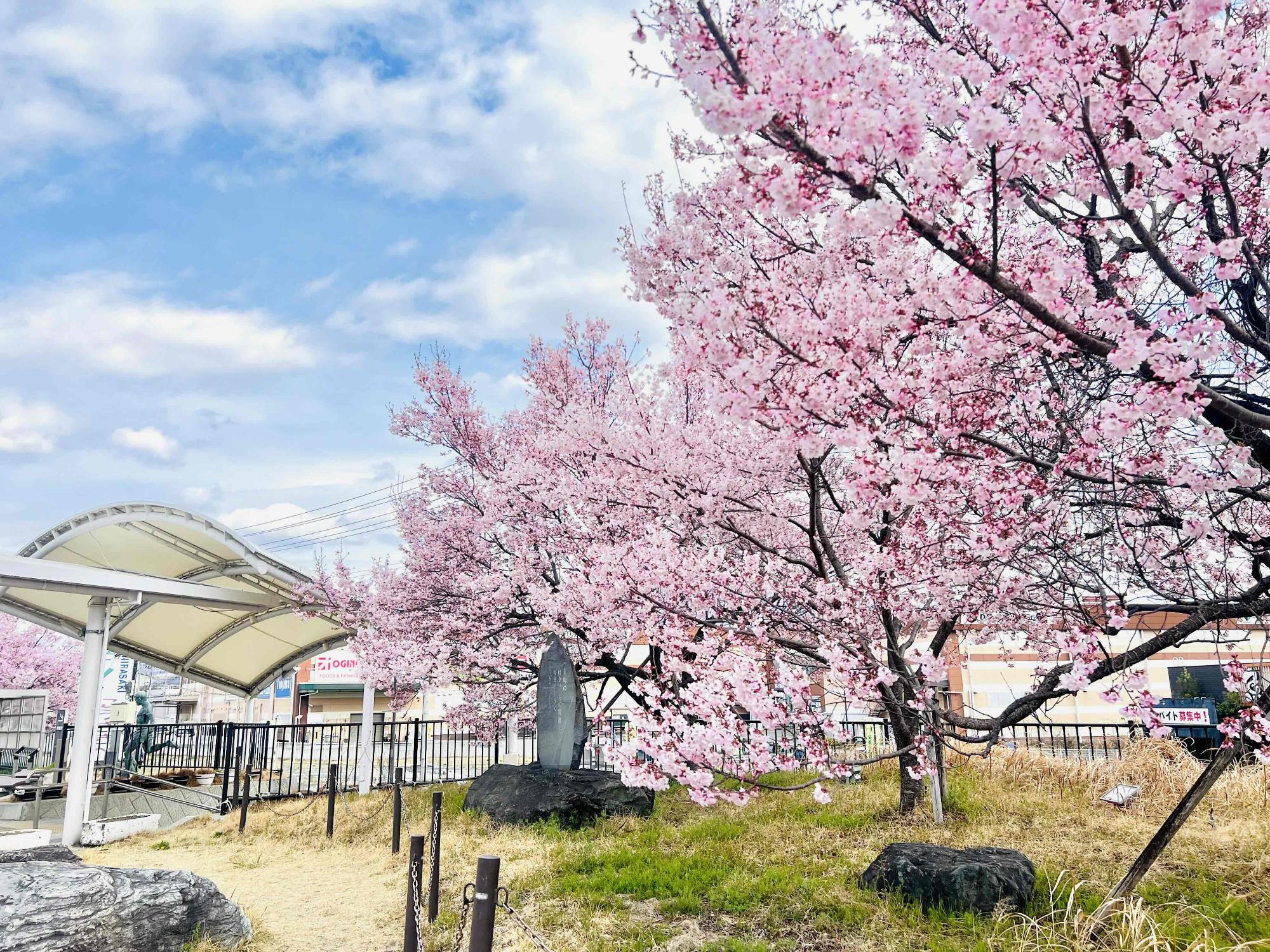 260318韮崎駅前桜