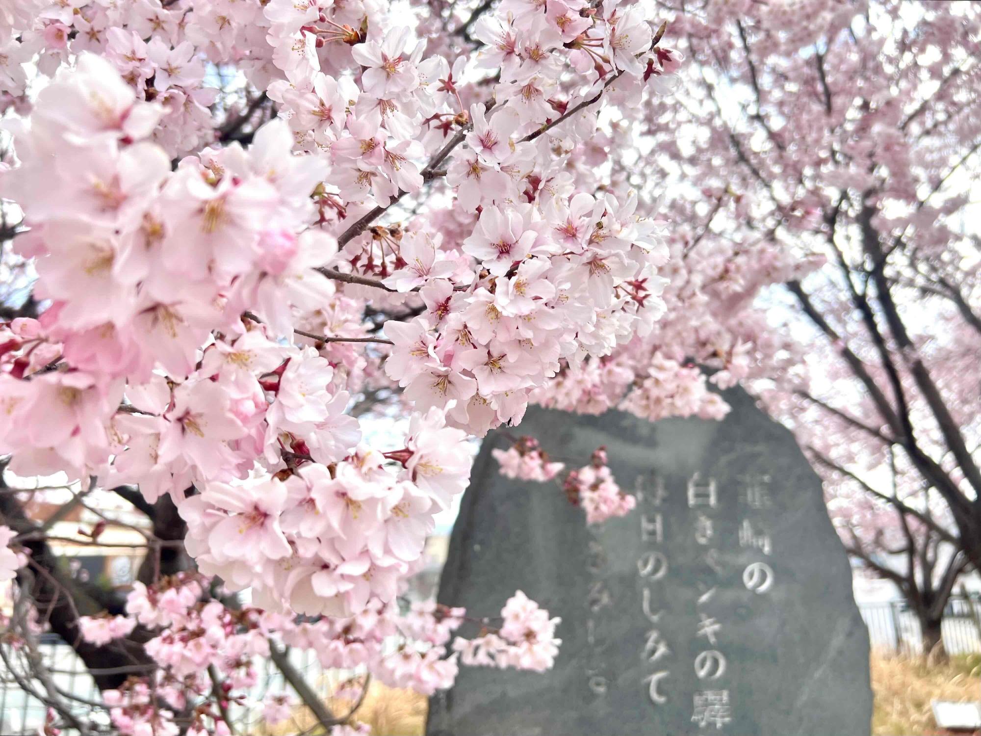 260318韮崎駅前桜