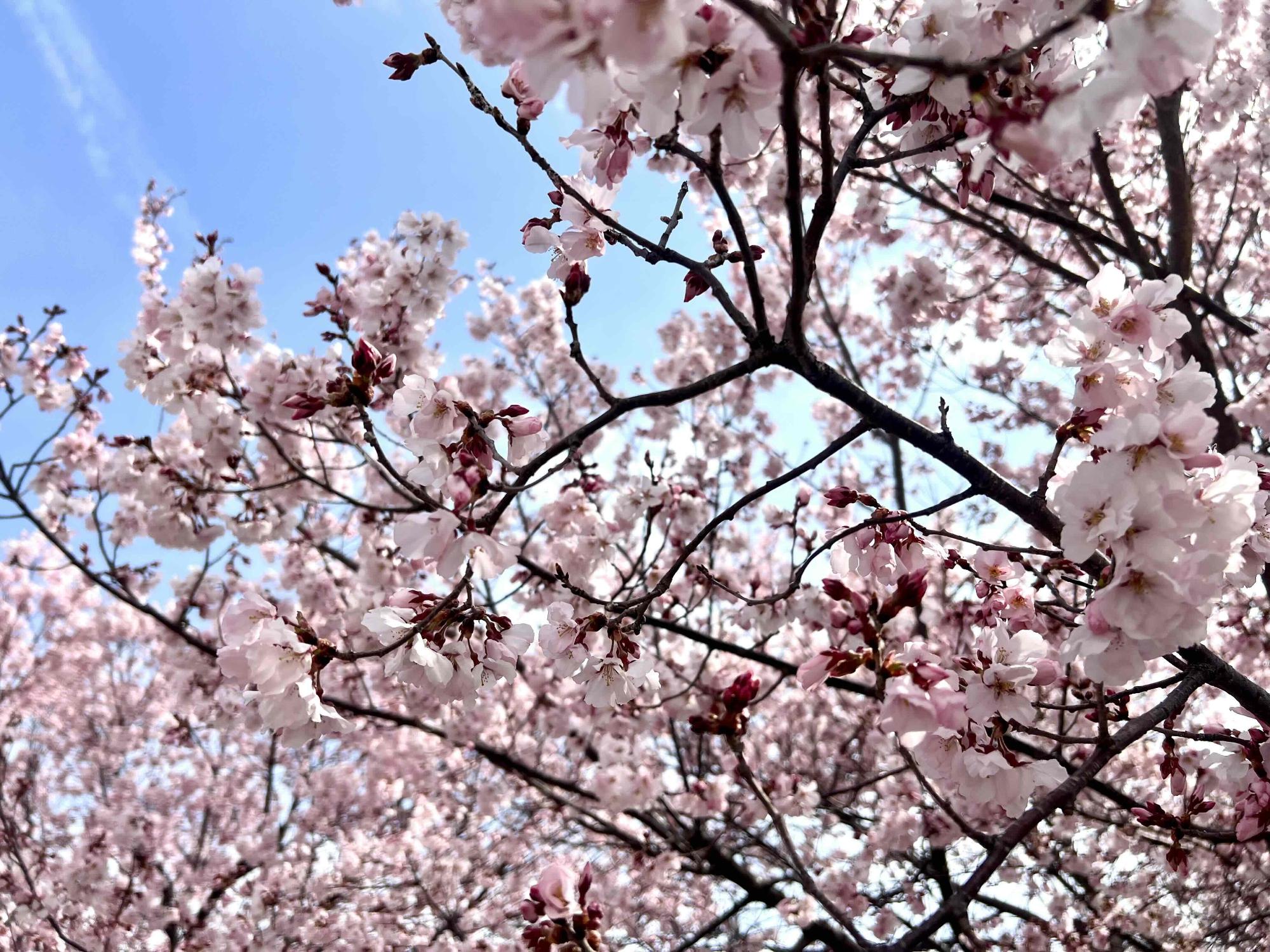 260318韮崎駅前桜
