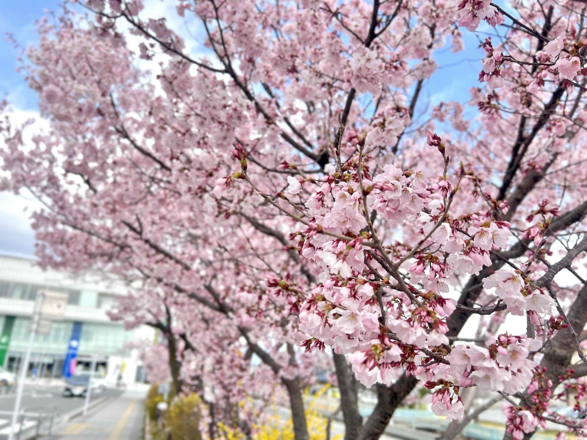 260318韮崎駅前桜