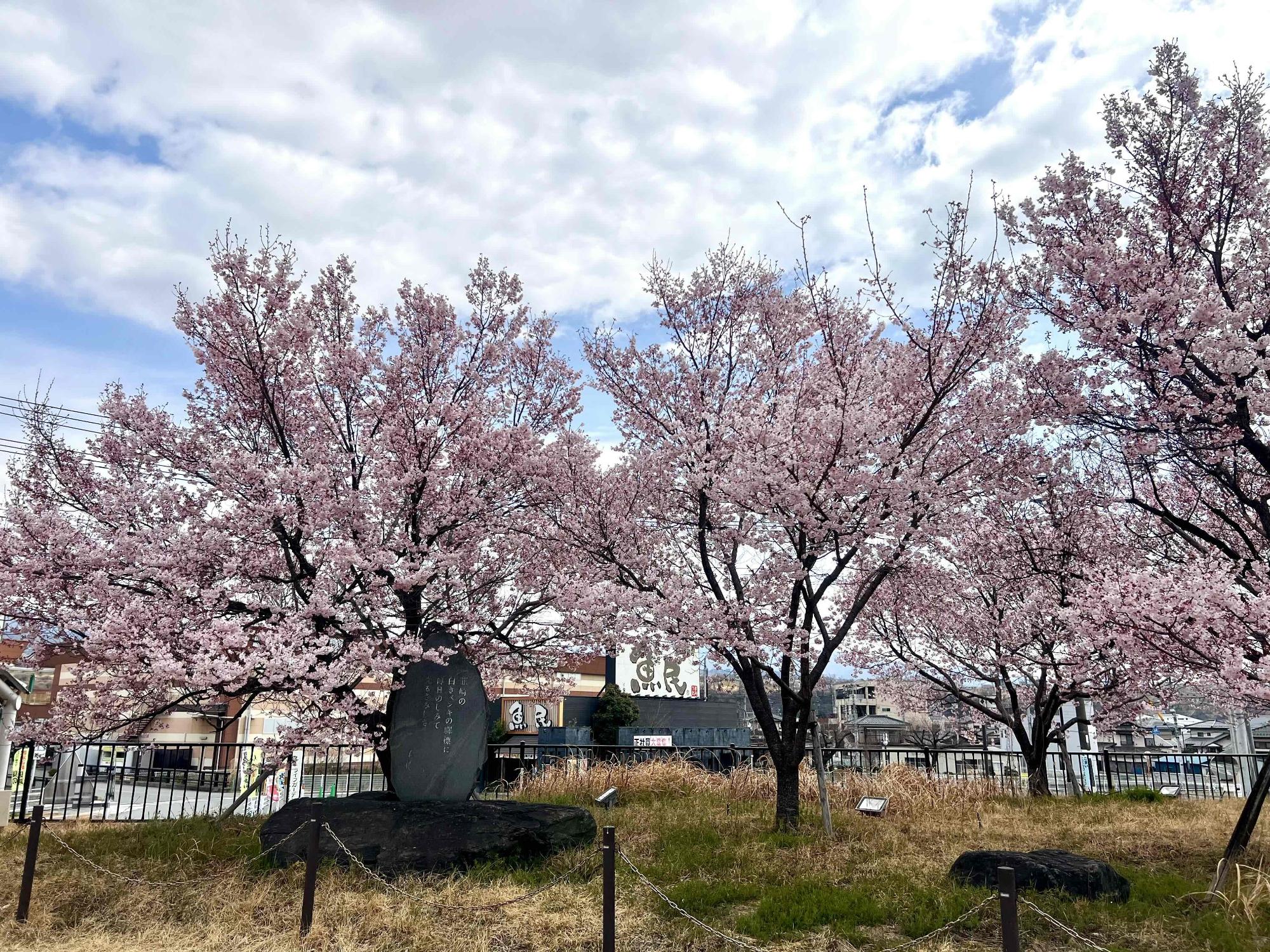 260318韮崎駅前桜